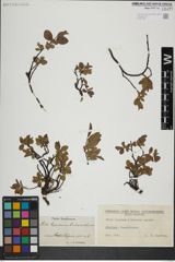 Foto von Salix herbacea L. x Salix lapponum L.